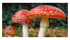 Aes: Mushrooms