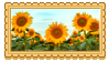Aes: sunflowers